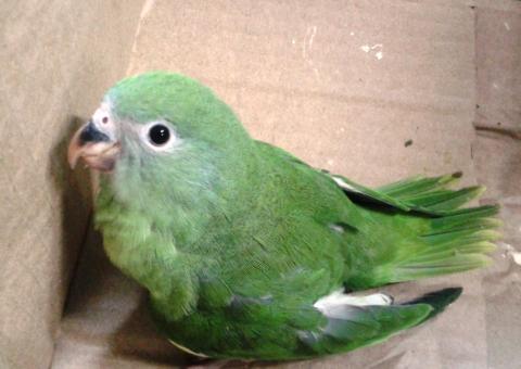 Morador do Parque Dez faz entrega voluntária de um periquito ao Ipaam